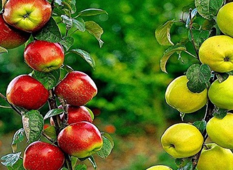 تصویر 1 از خرید و قیمت سیب تازه قم + فروش عمده
